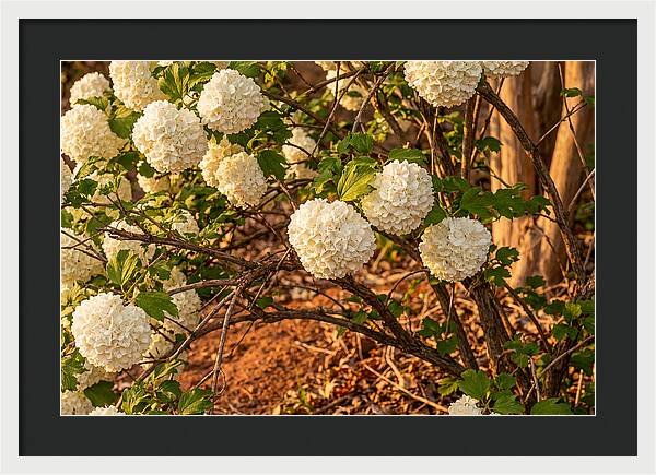 Viburnum Snowball Blossoms