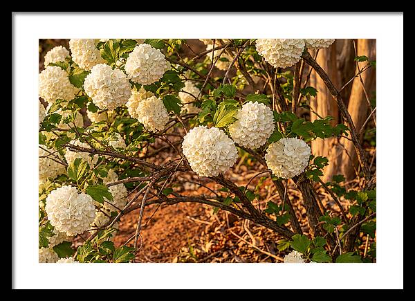 Viburnum Snowball Blossoms