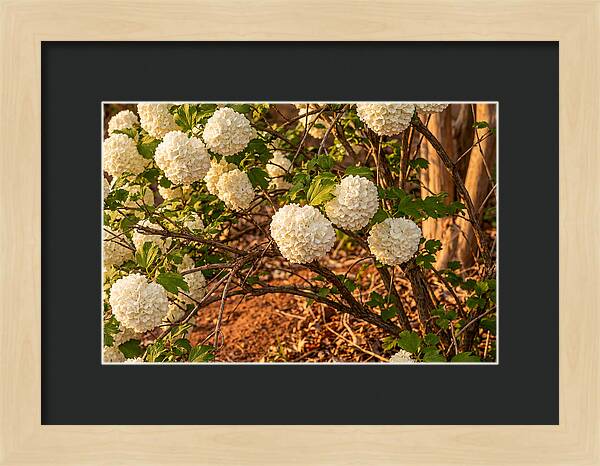 Viburnum Snowball Blossoms