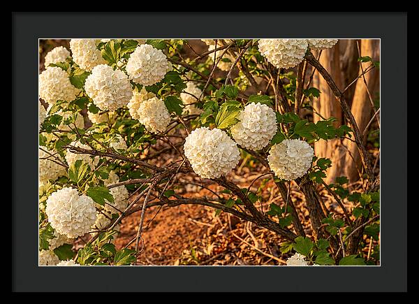 Viburnum Snowball Blossoms