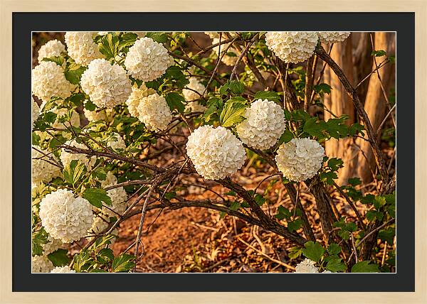 Viburnum Snowball Blossoms