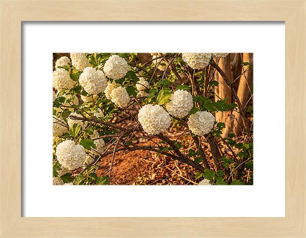Viburnum Snowball Blossoms