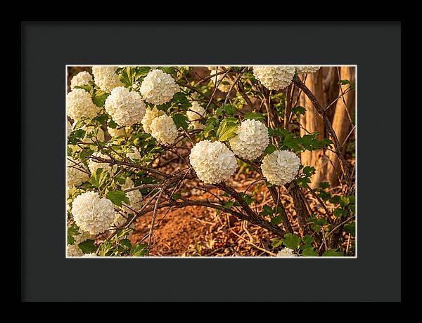 Viburnum Snowball Blossoms