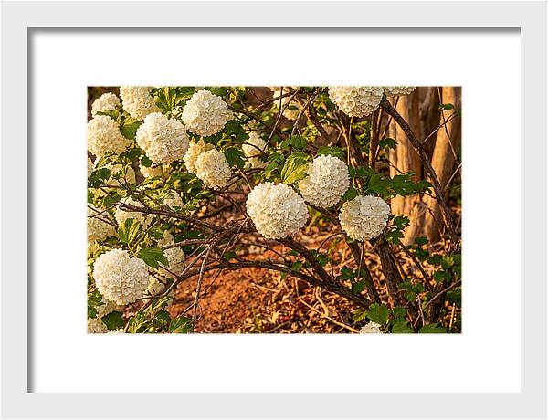 Viburnum Snowball Blossoms