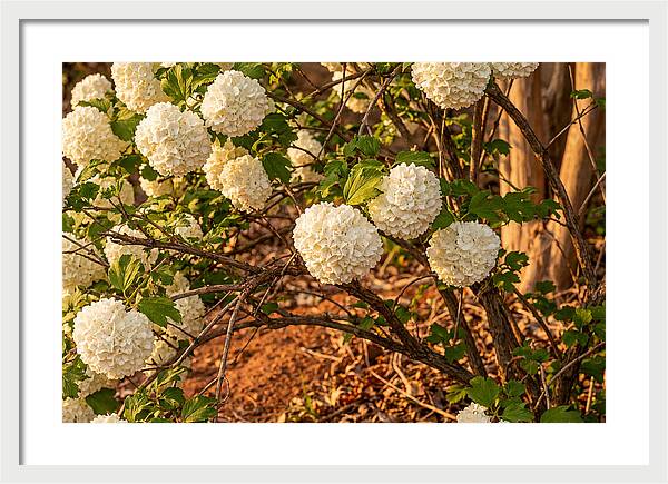 Viburnum Snowball Blossoms