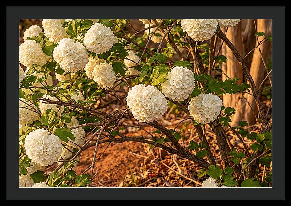 Viburnum Snowball Blossoms