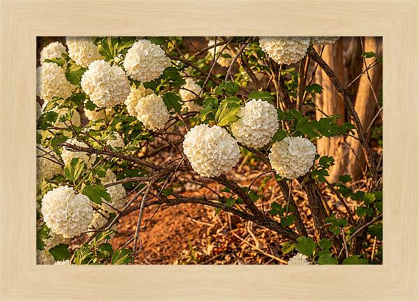 Viburnum Snowball Blossoms