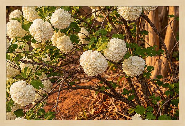 Viburnum Snowball Blossoms