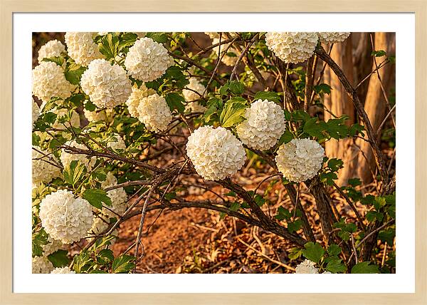 Viburnum Snowball Blossoms