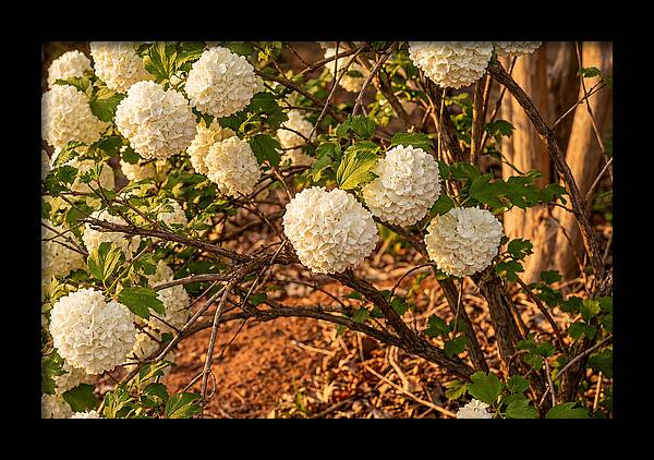 Viburnum Snowball Blossoms