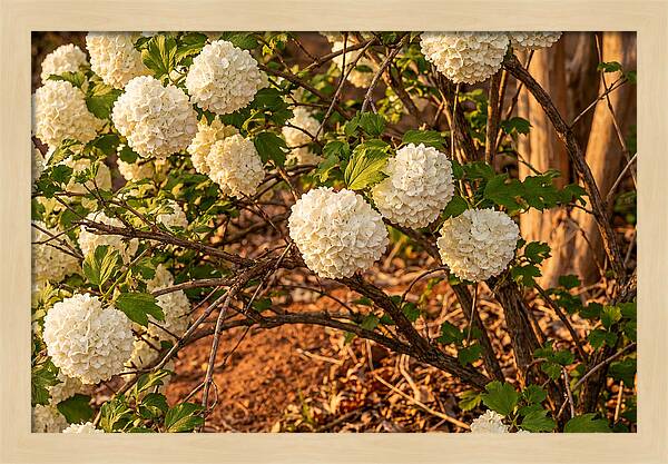 Viburnum Snowball Blossoms