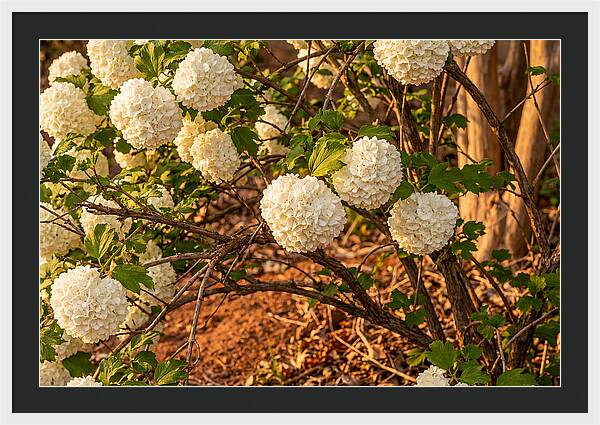 Viburnum Snowball Blossoms