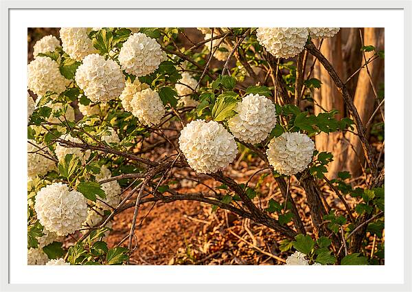 Viburnum Snowball Blossoms