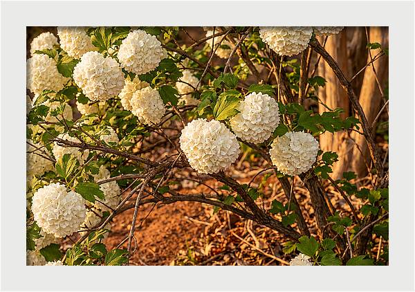 Viburnum Snowball Blossoms