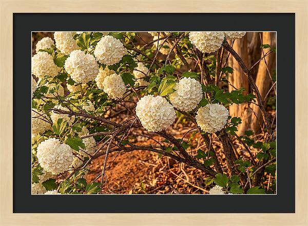 Viburnum Snowball Blossoms