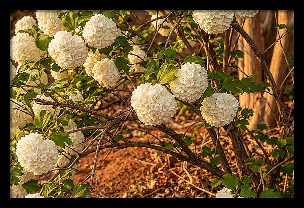 Viburnum Snowball Blossoms