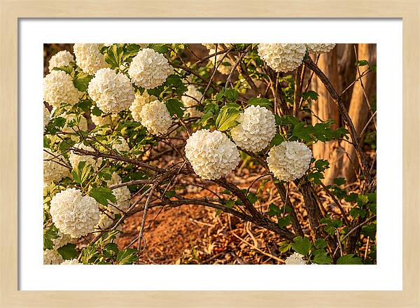 Viburnum Snowball Blossoms