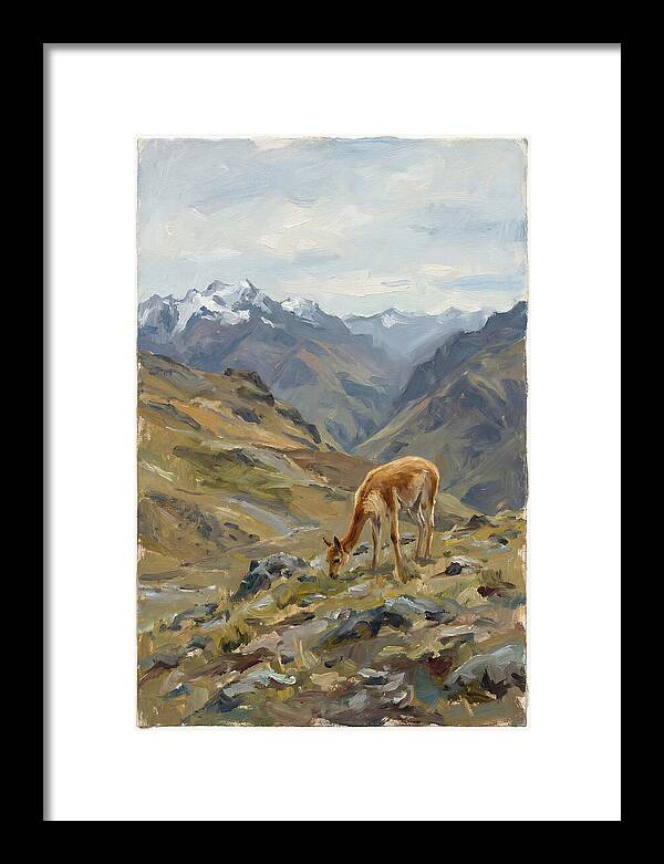 Vicua Grazing In The Andes