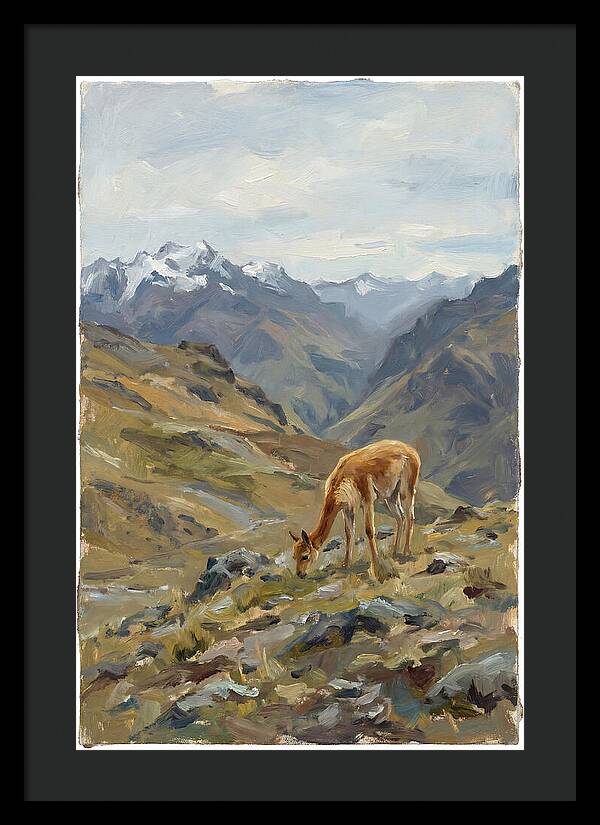 Vicua Grazing In The Andes