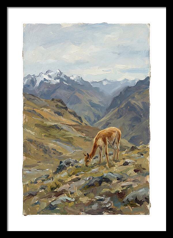 Vicua Grazing In The Andes