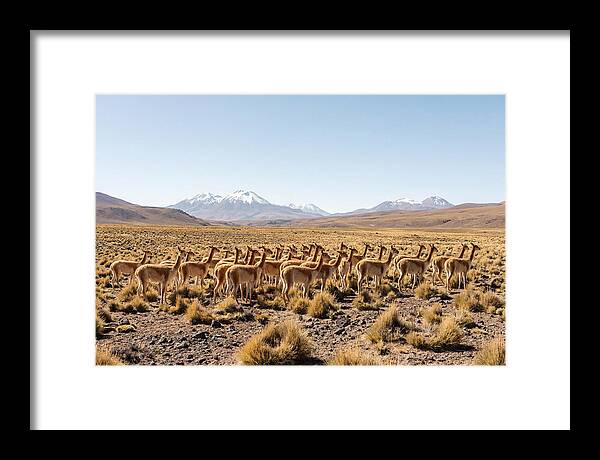 Vicuna Herd On Altiplano