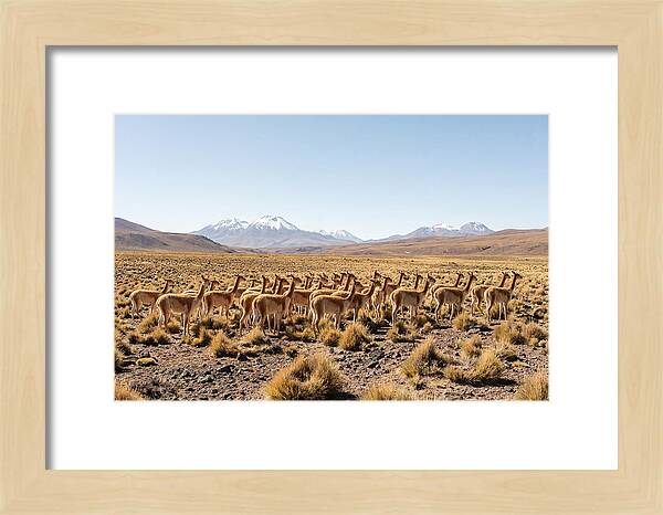 Vicuna Herd On Altiplano