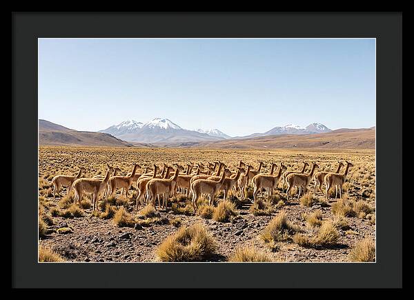 Vicuna Herd On Altiplano