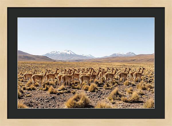 Vicuna Herd On Altiplano