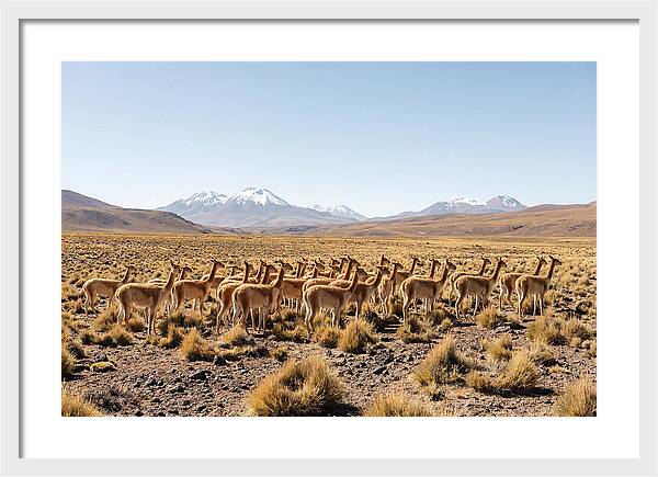 Vicuna Herd On Altiplano