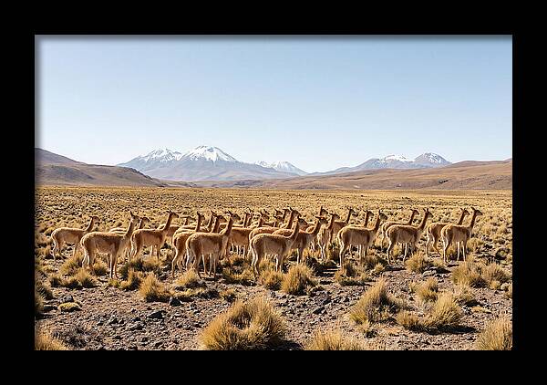 Vicuna Herd On Altiplano