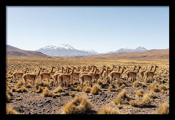 Vicuna Herd On Altiplano