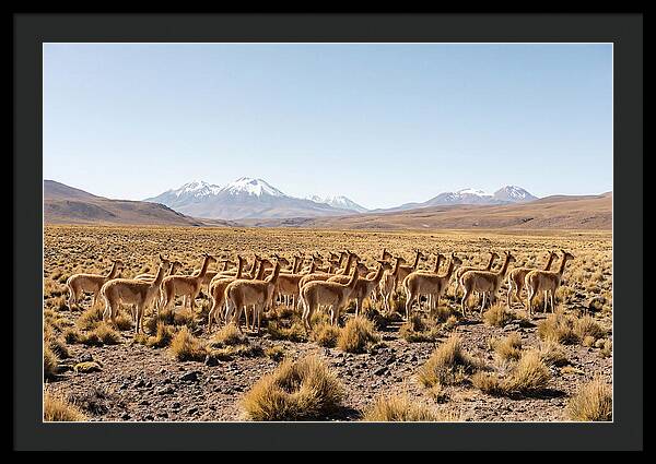 Vicuna Herd On Altiplano