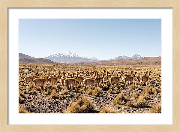 Vicuna Herd On Altiplano