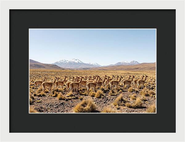 Vicuna Herd On Altiplano
