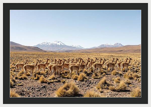 Vicuna Herd On Altiplano
