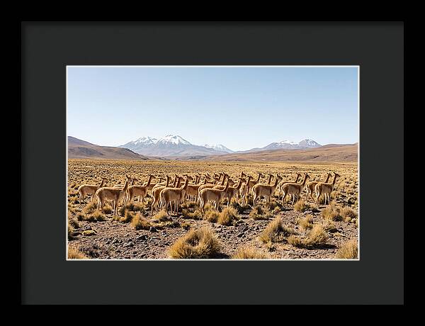 Vicuna Herd On Altiplano