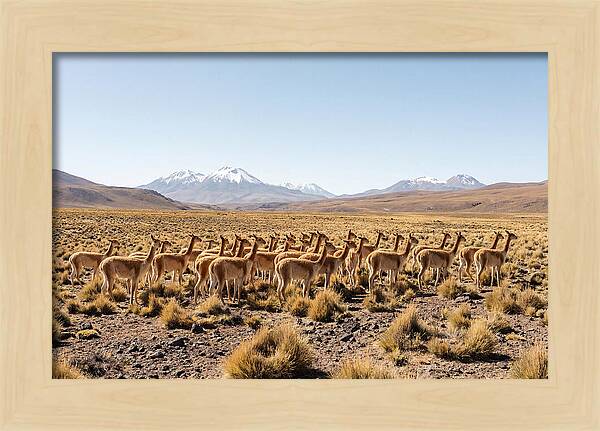 Vicuna Herd On Altiplano
