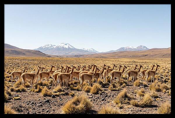 Vicuna Herd On Altiplano