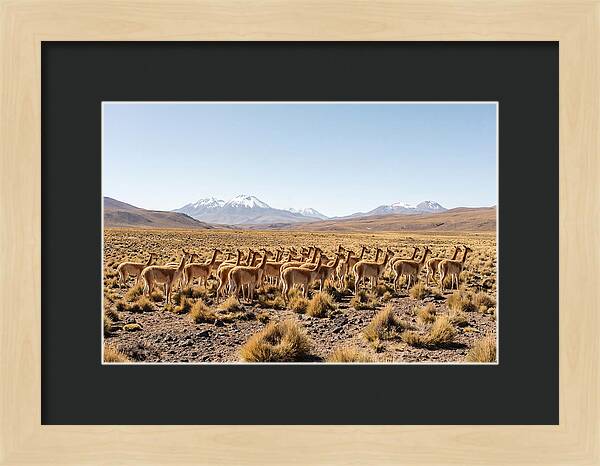 Vicuna Herd On Altiplano