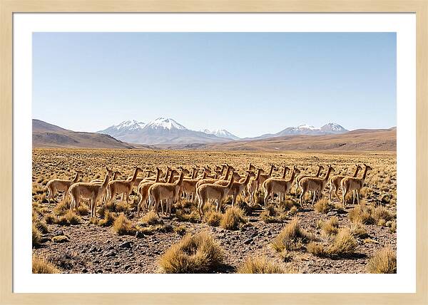 Vicuna Herd On Altiplano