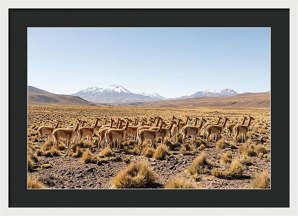 Vicuna Herd On Altiplano