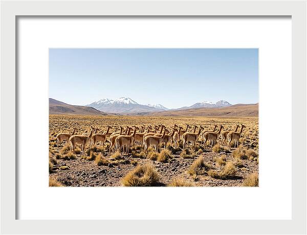Vicuna Herd On Altiplano