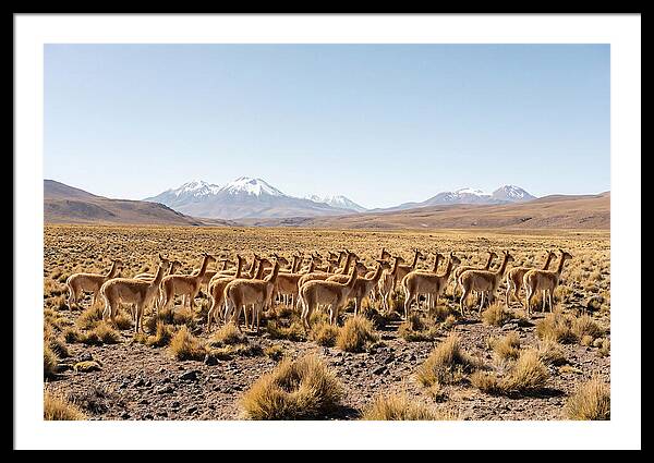 Vicuna Herd On Altiplano
