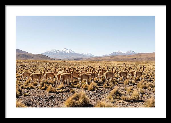 Vicuna Herd On Altiplano