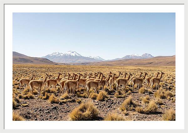 Vicuna Herd On Altiplano