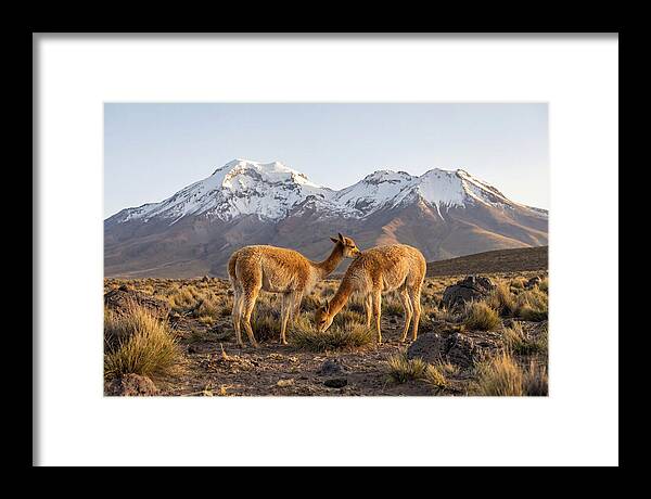 Vicuna Pair In Majestic Landscape