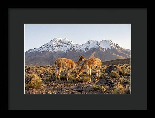 Vicuna Pair In Majestic Landscape