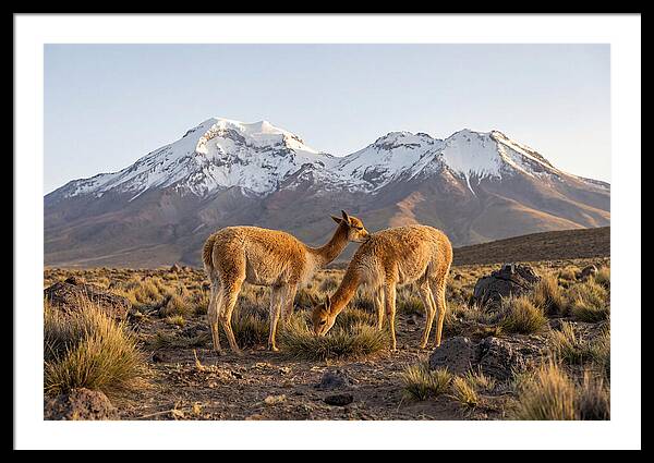 Vicuna Pair In Majestic Landscape