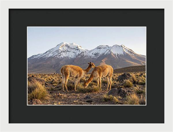 Vicuna Pair In Majestic Landscape