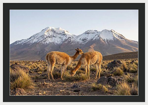 Vicuna Pair In Majestic Landscape